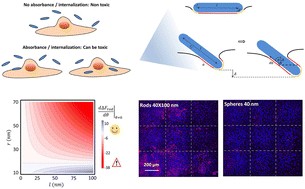 Graphical abstract: The aspect ratio effect on the cytotoxicity of inert nano-particles flips depending on particle thickness, and is one of the reasons for the literature inconsistency