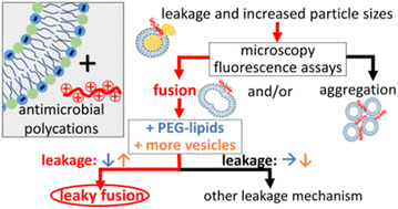 Graphical abstract: Leaky membrane fusion: an ambivalent effect induced by antimicrobial polycations