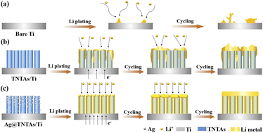 Graphical abstract: TiO2 nanotubular arrays decorated with ultrafine Ag nanoseeds enabling a stable and dendrite-free lithium metal anode