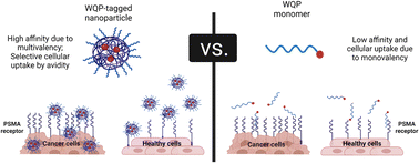 Graphical abstract: Multivalent effect of peptide functionalized polymeric nanoparticles towards selective prostate cancer targeting