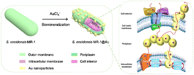 Graphical abstract: Enhanced transmembrane electron transfer in Shewanella oneidensis MR-1 using gold nanoparticles for high-performance microbial fuel cells