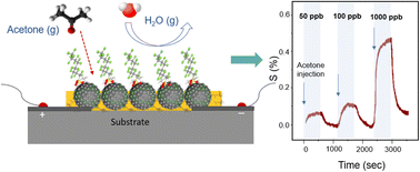 Graphical abstract: A high sensitivity acetone gas sensor based on polyaniline–hydroxypropyl methylcellulose core–shell-shaped nanoparticles