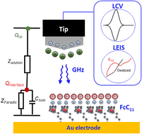 Graphical abstract: Nanoscale electrochemical charge transfer kinetics investigated by electrochemical scanning microwave microscopy