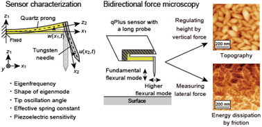 Graphical abstract: Fundamental and higher eigenmodes of qPlus sensors with a long probe for vertical-lateral bimodal atomic force microscopy