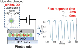 Graphical abstract: Impact of coherent core/shell architecture on fast response in InP-based quantum dot photodiodes