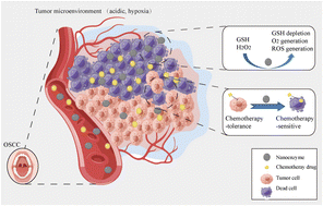 Graphical abstract: Zn0.4Mg0.6Fe2O4 nanoenzyme: a novel chemo-sensitizer for the chemotherapy treatment of oral squamous cell carcinoma