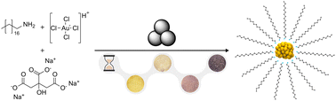 Graphical abstract: In situ study of Au nanoparticle formation in a mechanochemical-aging-based method