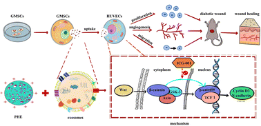 Graphical abstract: Local transplantation of GMSC-derived exosomes to promote vascularized diabetic wound healing by regulating the Wnt/β-catenin pathways