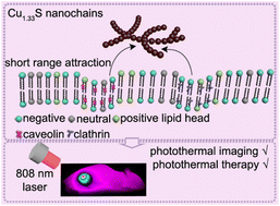 Graphical abstract: Negatively charged Cu1.33S nanochains: endocytic pathway, photothermal therapy and toxic effect in vivo
