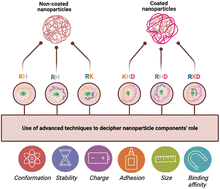 Graphical abstract: Unravelling the role of individual components in pBAE/polynucleotide polyplexes in the synthesis of tailored carriers for specific applications: on the road to rational formulations