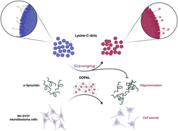 Graphical abstract: Scavenging neurotoxic aldehydes using lysine carbon dots