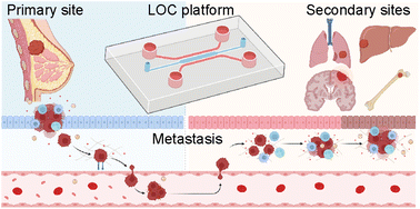 Graphical abstract: Recent advances in lab-on-a-chip systems for breast cancer metastasis research