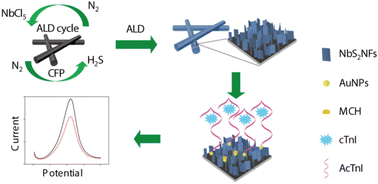 Graphical abstract: Direct fabrication of NbS2 nanoflakes on carbon fibers by atomic layer deposition for ultrasensitive cardiac troponin I detection