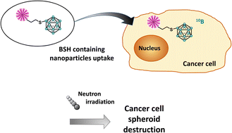 Graphical abstract: Organosilica nanoparticles containing sodium borocaptate (BSH) provide new prospects for boron neutron capture therapy (BNCT): efficient cellular uptake and enhanced BNCT efficacy