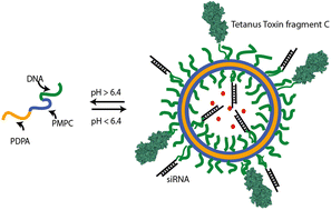 Graphical abstract: A modular RNA delivery system comprising spherical nucleic acids built on endosome-escaping polymeric nanoparticles