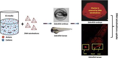 Graphical abstract: Spatiotemporal dynamics of DNA nanocage uptake in zebrafish embryos for targeted tissue bioimaging applications