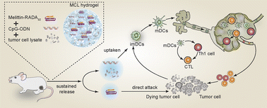 Graphical abstract: Sustained release of tumor cell lysate and CpG from an injectable, cytotoxic hydrogel for melanoma immunotherapy