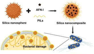 Graphical abstract: A bioinspired silica nanocomposite for enhanced multidrug-resistant bacteria treatment and wash-free imaging