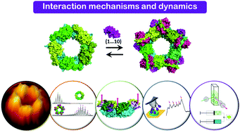 Graphical abstract: Probing the mechanism of the peroxiredoxin decamer interaction with its reductase sulfiredoxin from the single molecule to the solution scale