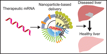 Graphical abstract: Advances in nanoparticle-based mRNA delivery for liver cancer and liver-associated infectious diseases