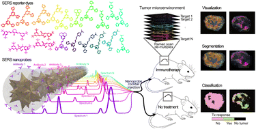 Graphical abstract: Multiplexed molecular imaging with surface enhanced resonance Raman scattering nanoprobes reveals immunotherapy response in mice via multichannel image segmentation