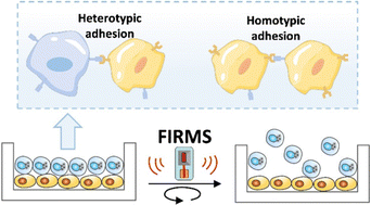 Graphical abstract: Homotypic and heterotypic adhesion of cancer cells revealed by force-induced remnant magnetization spectroscopy