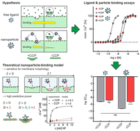 Graphical abstract: How clathrin-coated pits control nanoparticle avidity for cells