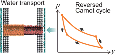 Graphical abstract: Wetting hysteresis induces effective unidirectional water transport through a fluctuating nanochannel