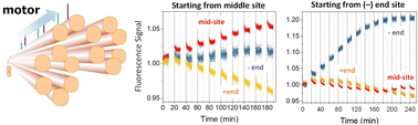 Graphical abstract: A light-operated integrated DNA walker–origami system beyond bridge burning