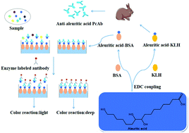 Graphical abstract: A new method for shellac binder detection in ancient building mortars