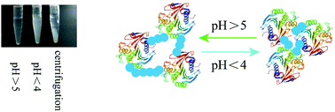 Graphical abstract: Dual enzyme co-immobilization on reversibly soluble polymers for the one-pot conversion of ferulic acid from wheat bran