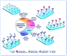 Graphical abstract: Label-free and reagent-less electrochemical detection of nucleocapsid protein of SARS-CoV-2: an ultrasensitive and disposable biosensor