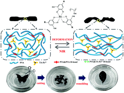 Graphical abstract: Near-infrared light-responsive shape memory hydrogels with remolding and excellent mechanical performance