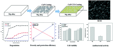 Graphical abstract: A multifunctional coating with modified calcium phosphate/chitosan for biodegradable magnesium alloys of implants