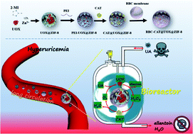 Graphical abstract: Metal–organic framework-based biomimetic cascade bioreactor for highly efficient treatment of hyperuricemia with low side effects