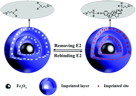 Graphical abstract: Preparation, characterization and application of double yolk–shell structure magnetic molecularly imprinted polymers for extraction of 17β-estradiol