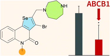 Graphical abstract: Development of prospective non-toxic inhibitors of ABCB1 activity and expression in a series of selenophenoquinolinones