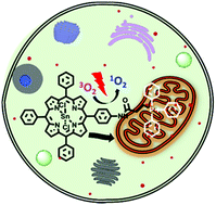 Graphical abstract: A Sn(iv) porphyrin with mitochondria targeting properties for enhanced photodynamic activity against MCF-7 cells