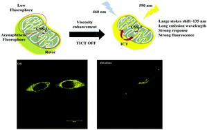Graphical abstract: A novel mitochondrion-targeted fluorescent probe for detecting viscosity in living cells and zebrafishes