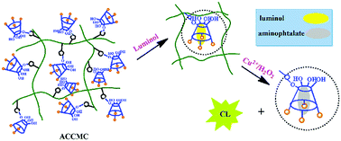 Graphical abstract: A facile chemiluminescence strategy for copper(ii) ion detection utilizing azothiacalix[4]arene-functionalized carboxymethylcellulose polymeric ligand