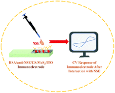 Graphical abstract: Electrochemical studies of biofunctionalized MoS2 matrix for highly stable immobilization of antibodies and detection of lung cancer protein biomarker