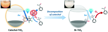 Graphical abstract: In situ decomposition of bromine-substituted catechol to increase the activity of titanium dioxide catalyst for visible-light-induced aerobic conversion of toluene to benzaldehyde