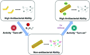 Graphical abstract: Self-assembly of berberine and a boron cluster for antibacterial regulation