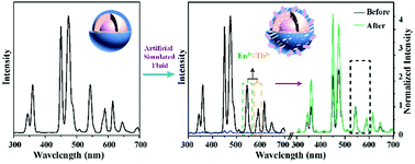 Graphical abstract: Degradation of upconverting nanoparticles in simulated fluids evaluated by ratiometric luminescence