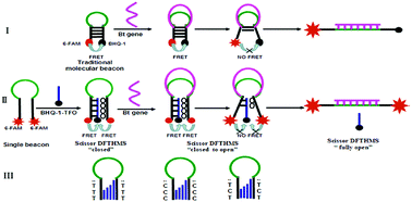 Graphical abstract: Moderate stability of a scissor double fluorescent triple helix molecular switch for the ultrasensitive biosensing of crop transgene