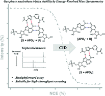 Graphical abstract: Energy-resolved mass spectrometry to investigate nucleobase triplexes – a study applied to triplex-forming artificial nucleobases