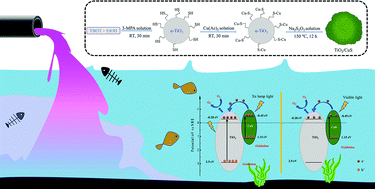 Graphical abstract: Strategies for preparing TiO2/CuS nanocomposites with cauliflower-like protrusions for photocatalytic water purification