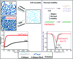 Graphical abstract: Improvement of collagen self-assembly and thermal stability in the presence of trehalose