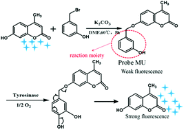 Graphical abstract: A novel fluorescent off–on probe based on 4-methylumbelliferone for highly sensitive determination of tyrosinase