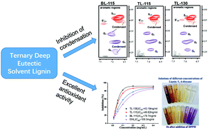 Graphical abstract: Lignin condensation inhibition and antioxidant activity improvement in a reductive ternary DES fractionation microenvironment by thiourea dioxide self-decomposition